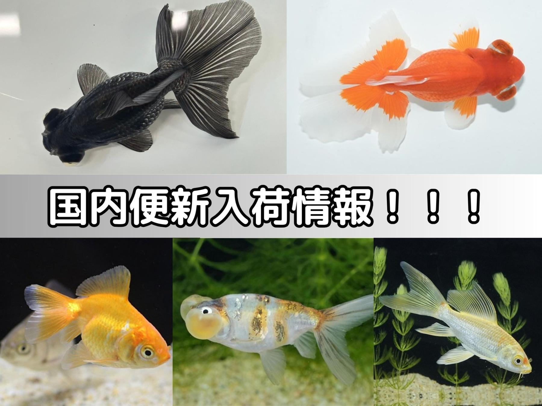 ブラックダイヤ ゴールドフィン